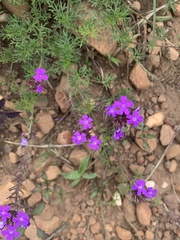 Glandularia aristigera