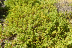 Tetraena fontanesii