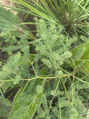 Asparagus devenishii