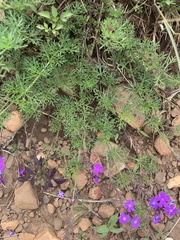 Glandularia aristigera