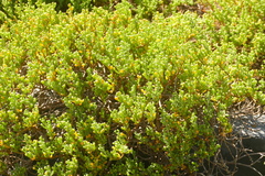 Tetraena fontanesii