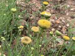 Nidorella podocephala