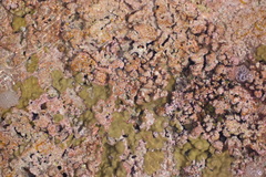 Lithophyllum