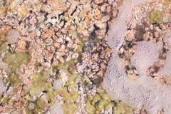 Lithophyllum