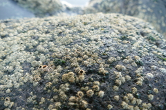 Chthamalus stellatus