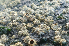 Chthamalus stellatus