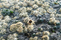 Chthamalus stellatus