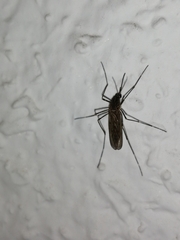 Culiseta longiareolata