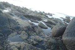 Chthamalus stellatus