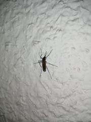 Culiseta longiareolata
