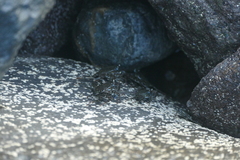 Grapsus adscensionis