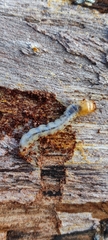 Insecta