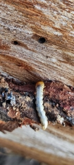 Insecta