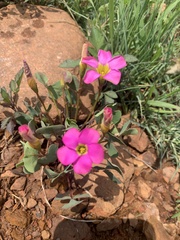 Oxalis obliquifolia