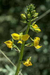 Eulophia speciosa
