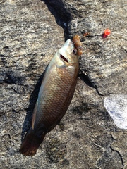 Tautogolabrus adspersus