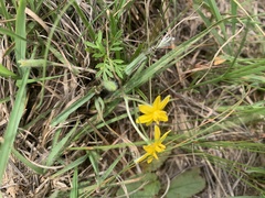 Hypoxis filiformis