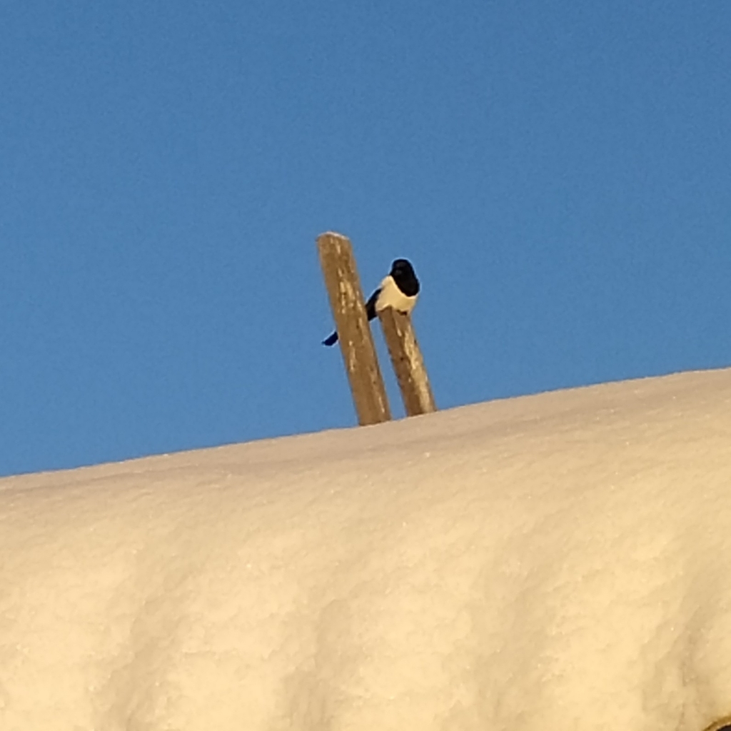 Eurasian Magpie from Карпинск, Свердловская обл., Россия on December 16 ...