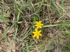 Hypoxis filiformis