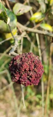 Insecta