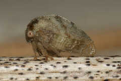 Cyrtolobus