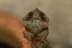 Cyrtolobus