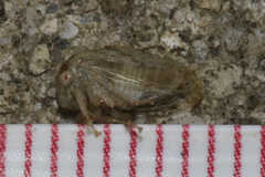 Cyrtolobus
