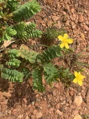 Hypericum aethiopicum