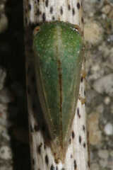 Cyrtolobus
