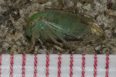 Cyrtolobus