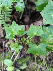 Hydrocotyle javanica