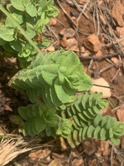 Hypericum aethiopicum