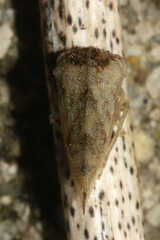 Cyrtolobus