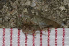 Cyrtolobus