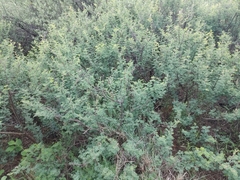 Vachellia hebeclada