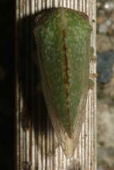 Cyrtolobus