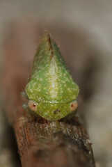 Cyrtolobus