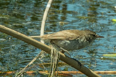 Acrocephalus gracilirostris