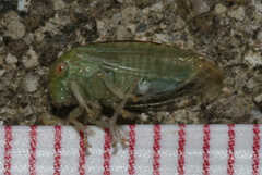 Cyrtolobus