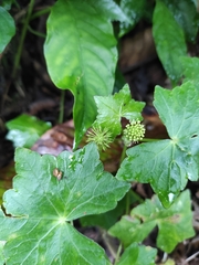Hydrocotyle javanica