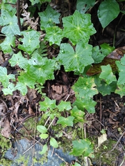 Hydrocotyle javanica