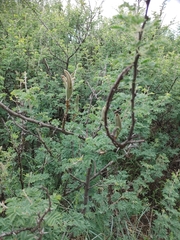 Vachellia hebeclada