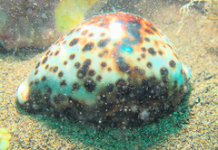 Cypraea tigris