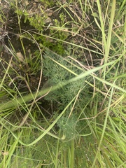 Afrosciadium magalismontanum