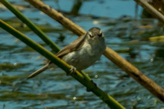 Acrocephalus gracilirostris
