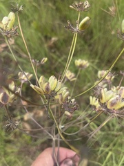 Afrosciadium magalismontanum