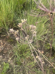 Afrosciadium magalismontanum