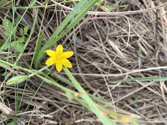 Hypoxis filiformis