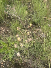 Afrosciadium magalismontanum