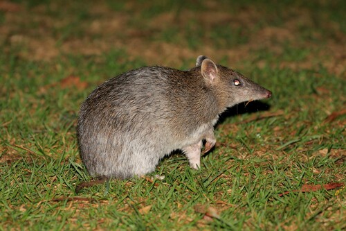 Southern Brown Bandicoot, Nelson VIC 3292, Australia, photo 8 of 10